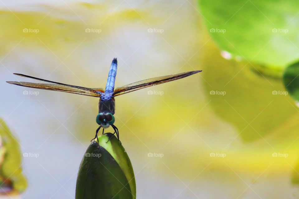 Mr. Dragonfly