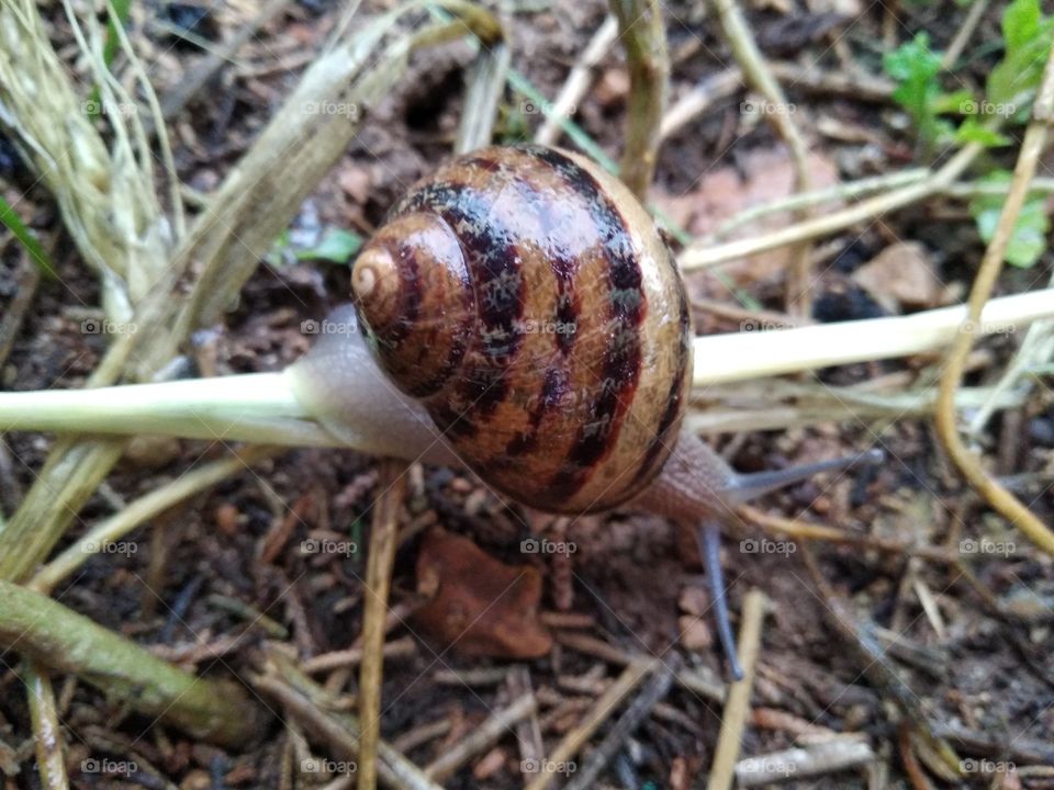 Snail