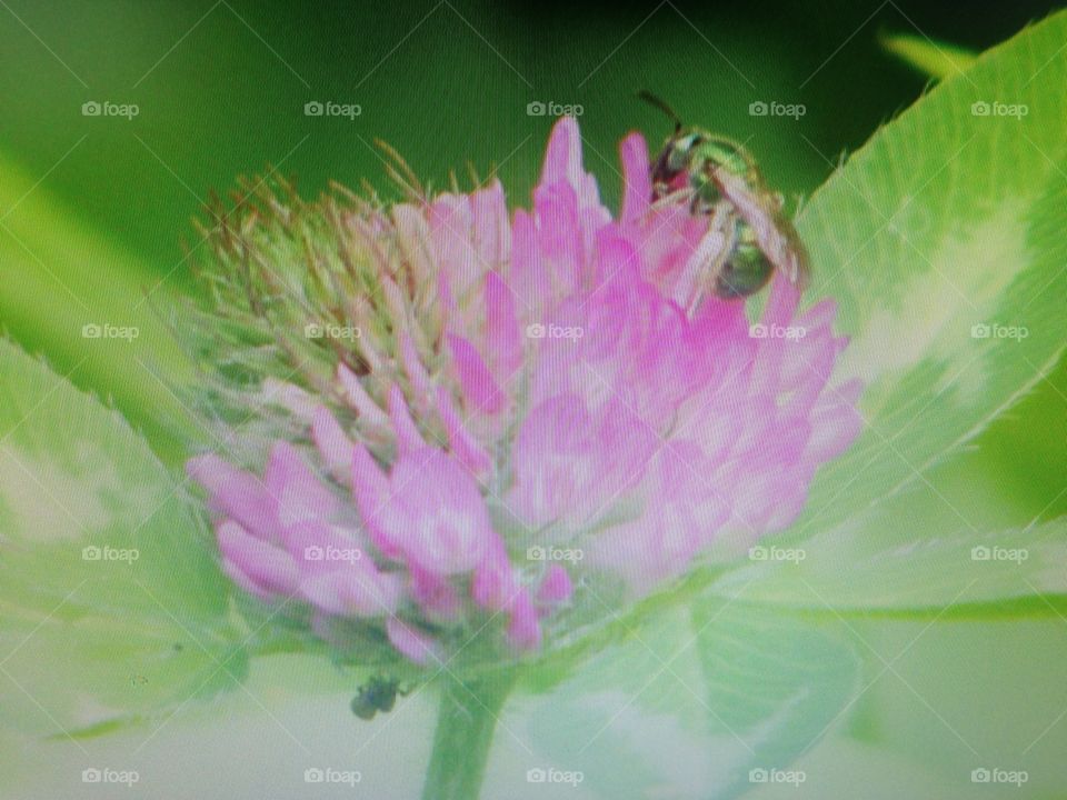 Bee on flower . Bee on a flower