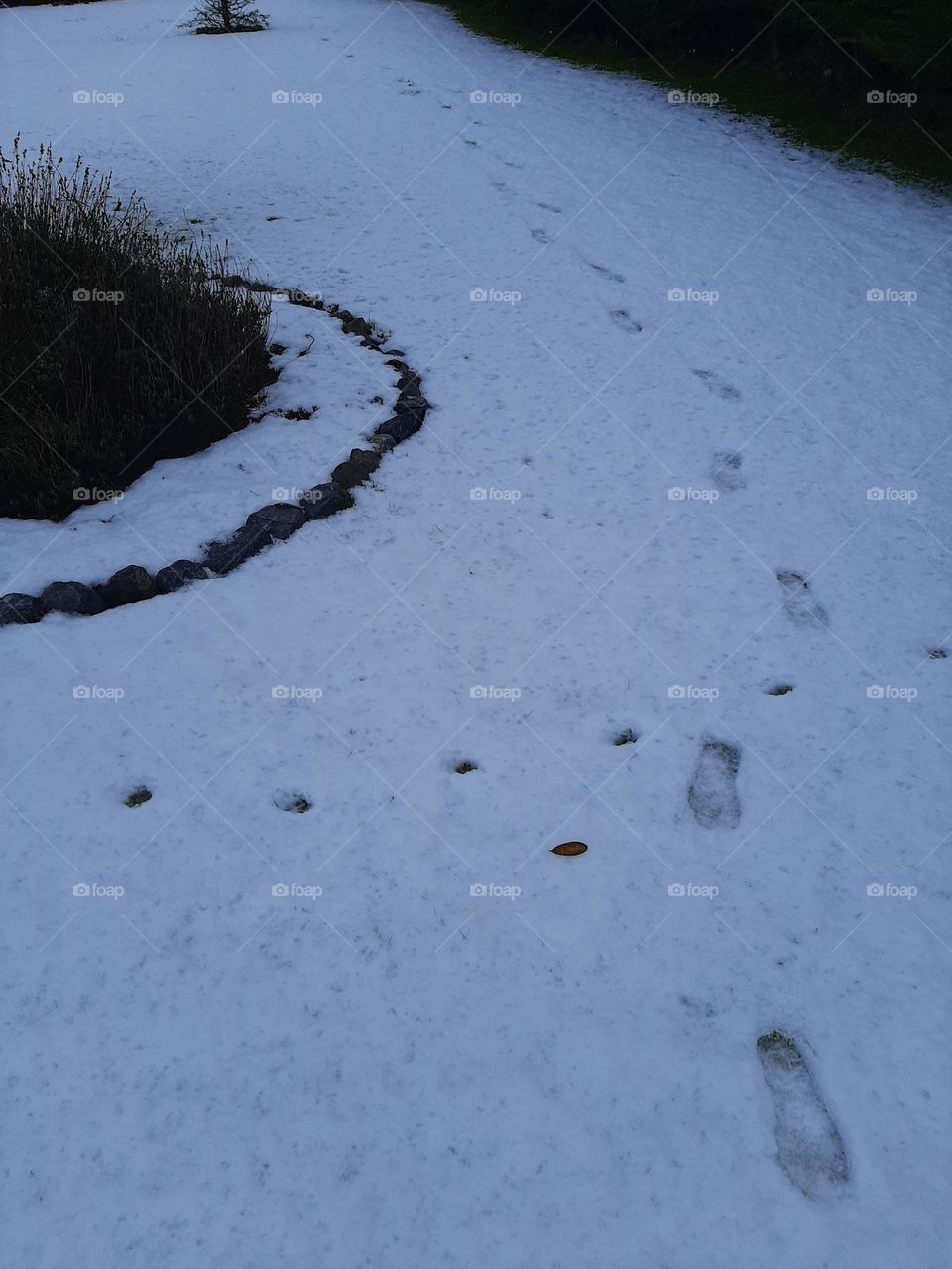 Winter garden nature