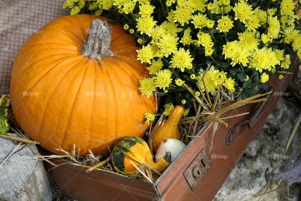 Spooky season / pumpkin and flowers