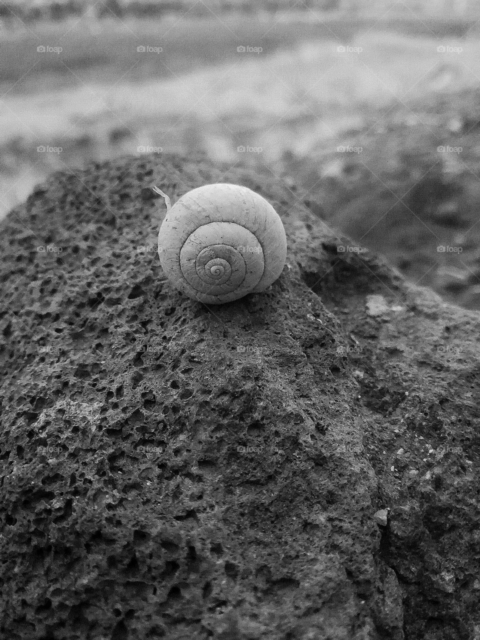 Snail