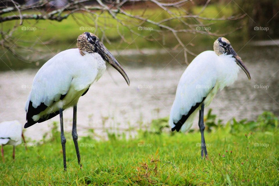 The Wood Storks