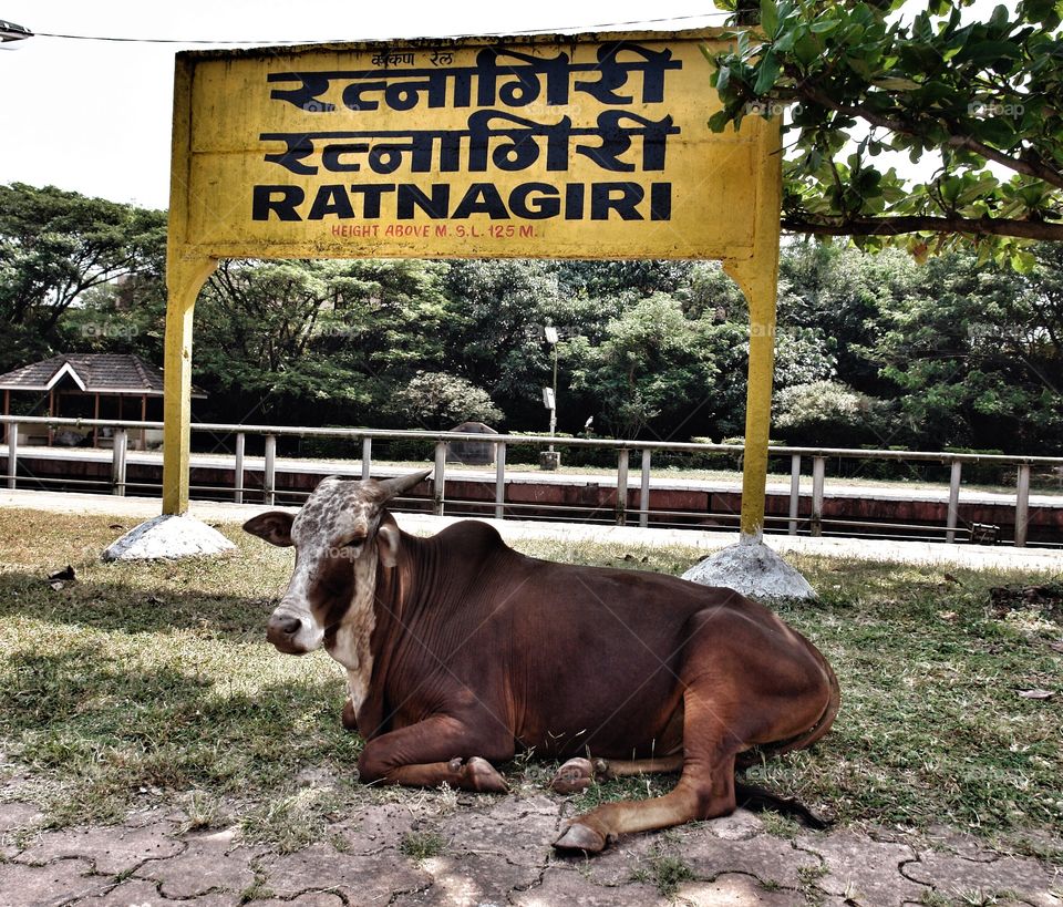 Cow on Indian railway platform . Cow on Indian railway platform 