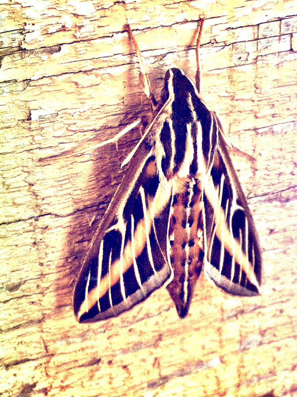 Moth sitting on a house