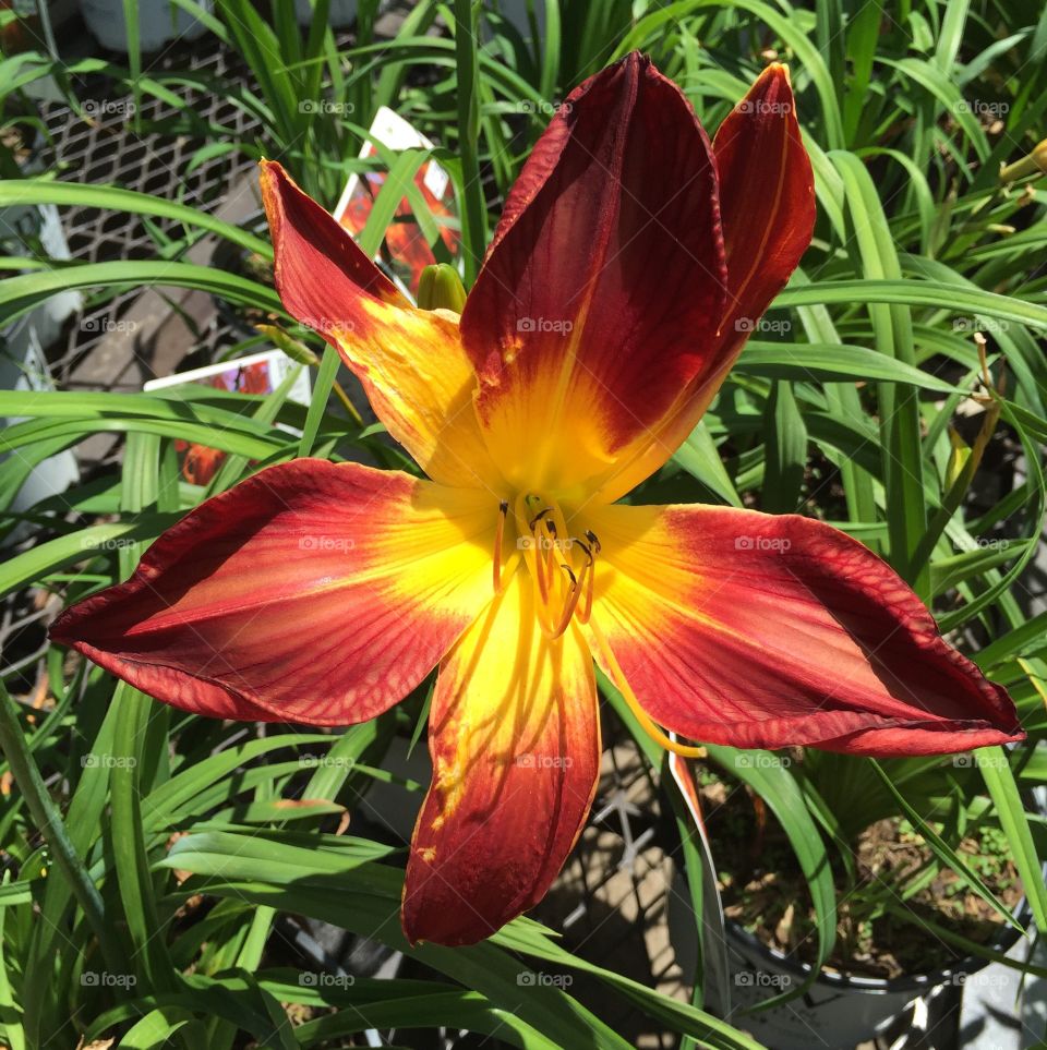 LA Lily. Believe this to be a LA Lily,  One of the largest Lilies I have ever came across ! Love the color !