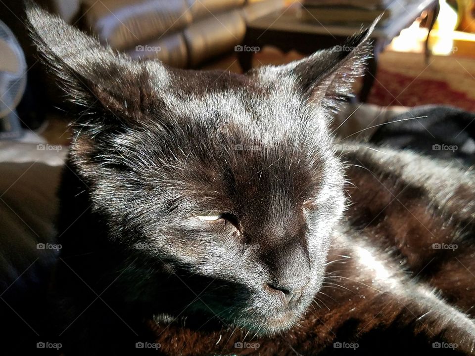 Cat face in sun, sleeping soundly.