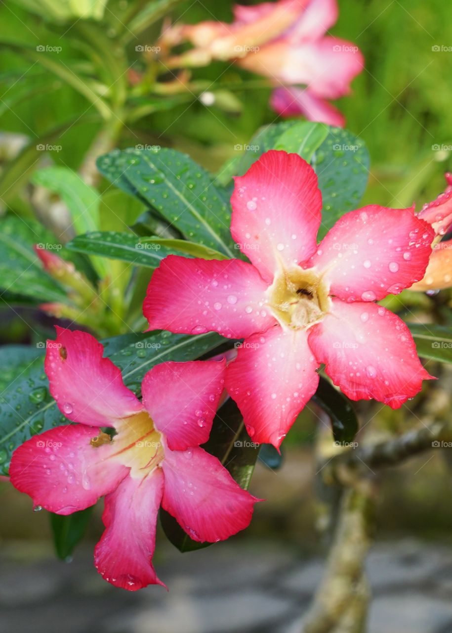 Water droplets on Frangipani flower, after rain