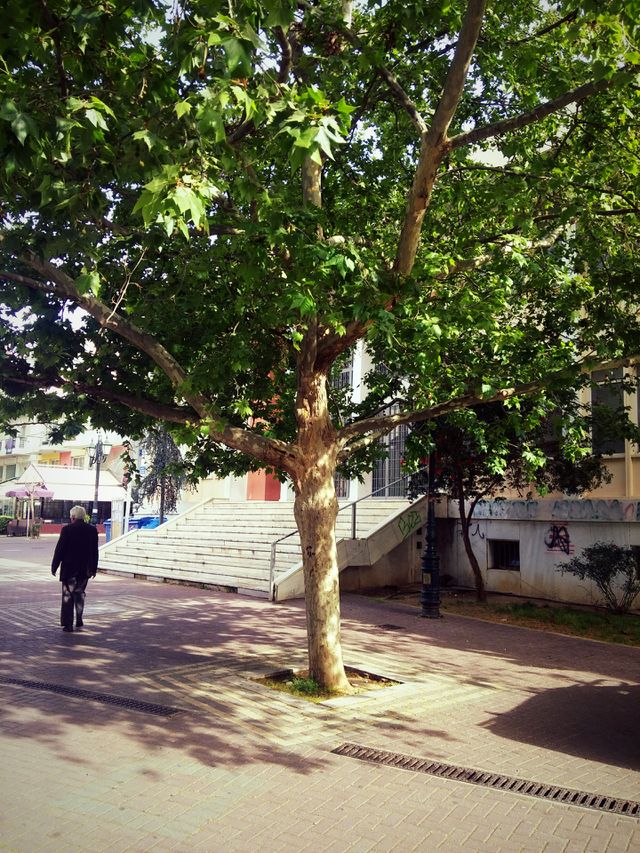 Tree, Landscape, Environment, Nature, Outdoors
