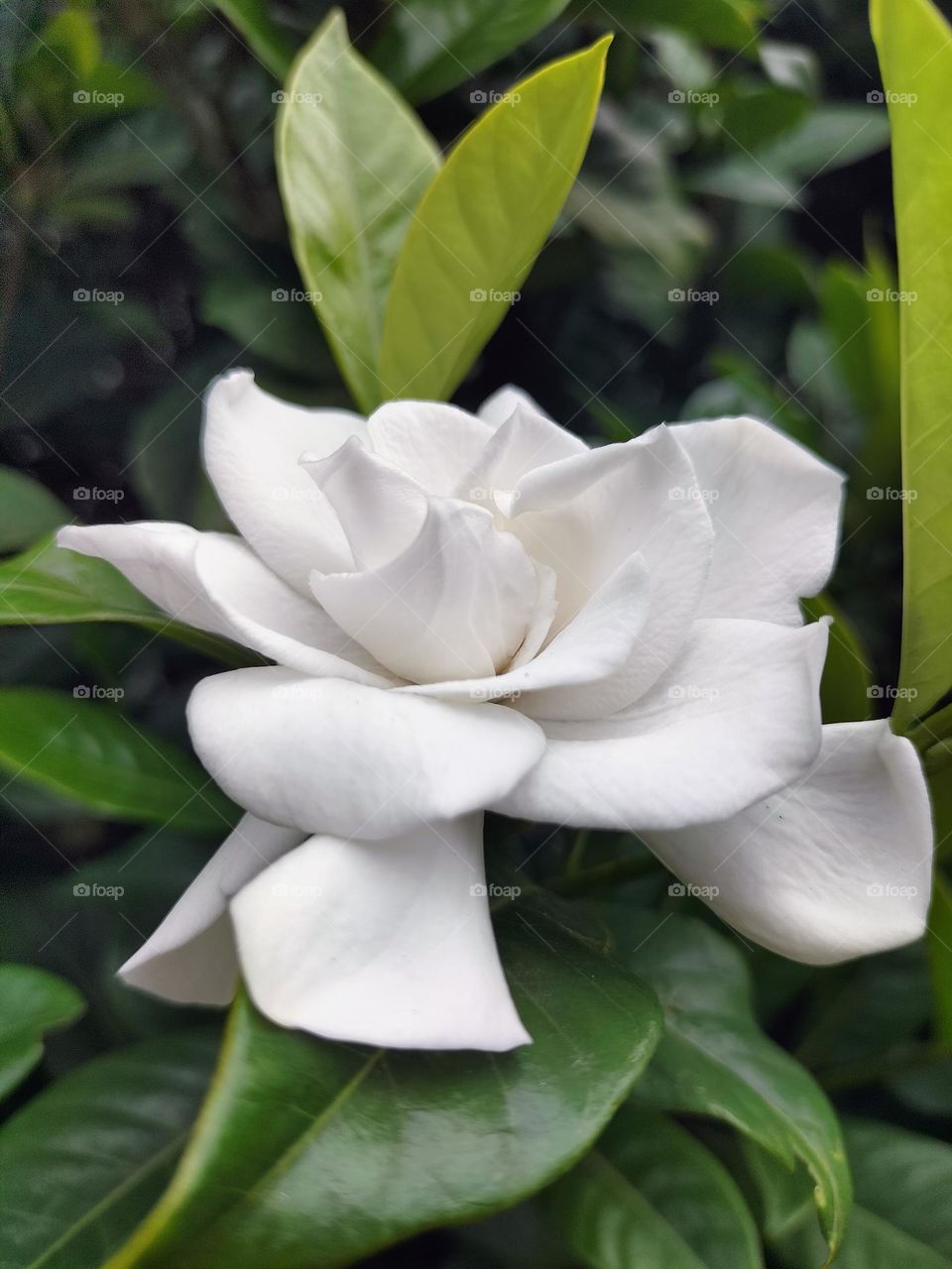 white jasmine flowers are very fragrant