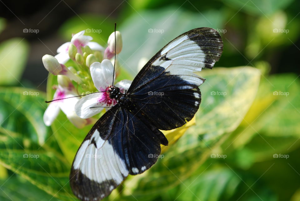 Butterfly on a plant