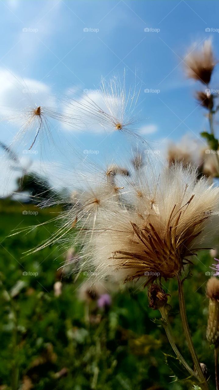 Sommer Spaß auf dem Feld