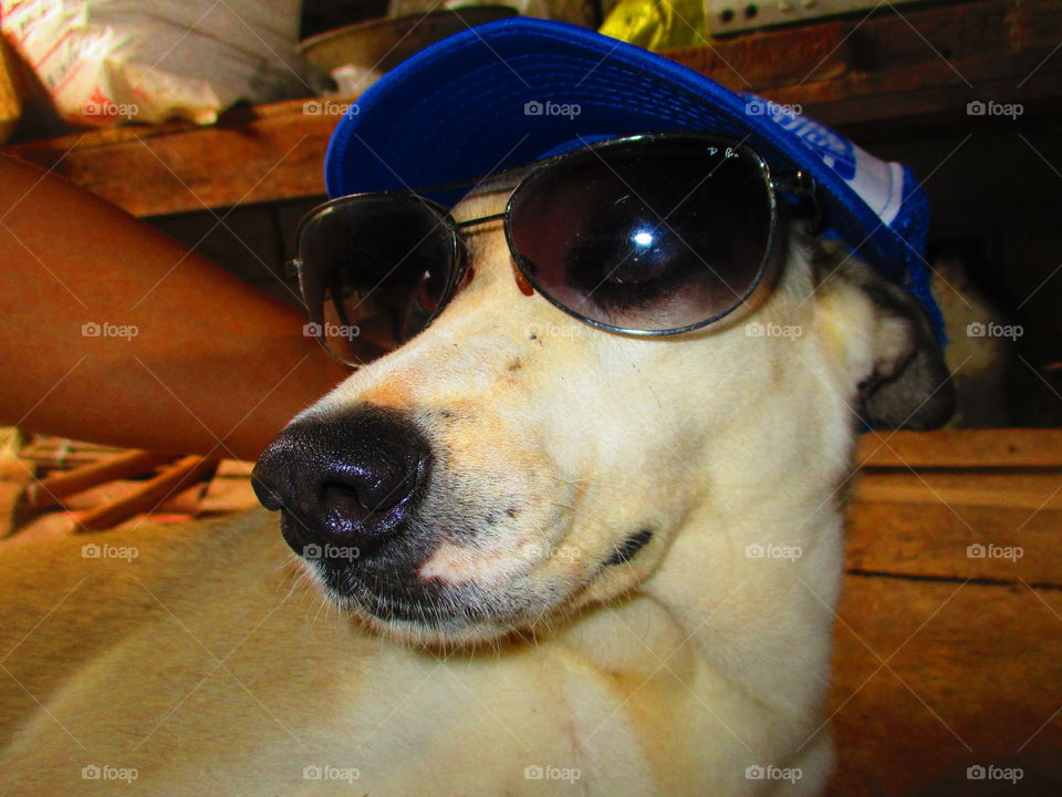 dog on shade and cap