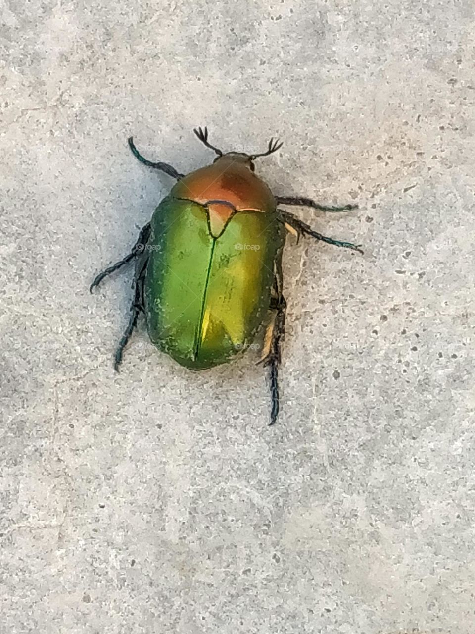 One of the most beautiful insects Ours is called a scarab