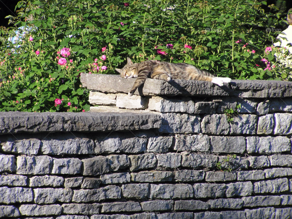 flowers wall sunny cat by MagnusPm