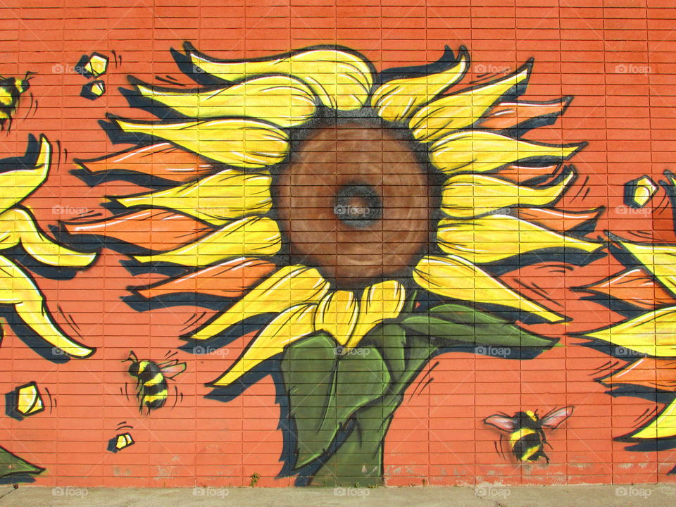 wall sunflower