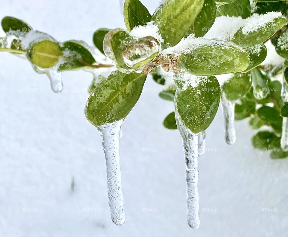 Freezing rain on leaves