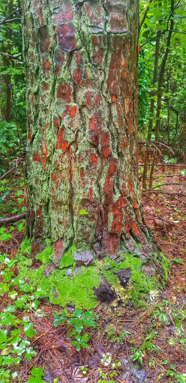 mossy tree