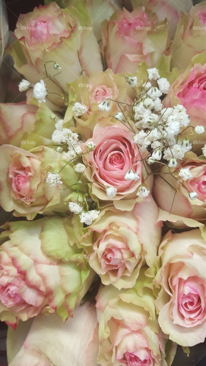 White Roses with Pink