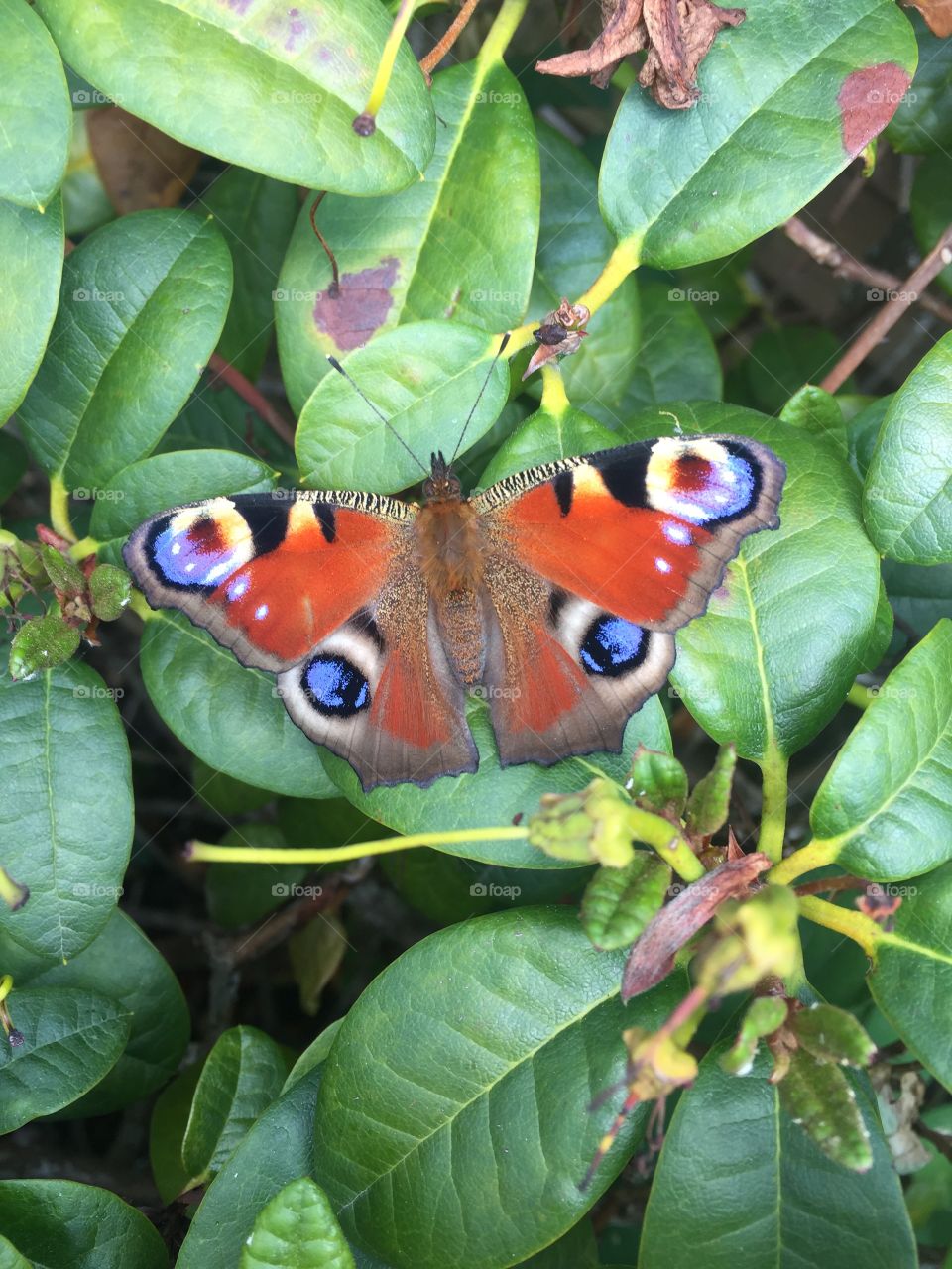 Red admiral