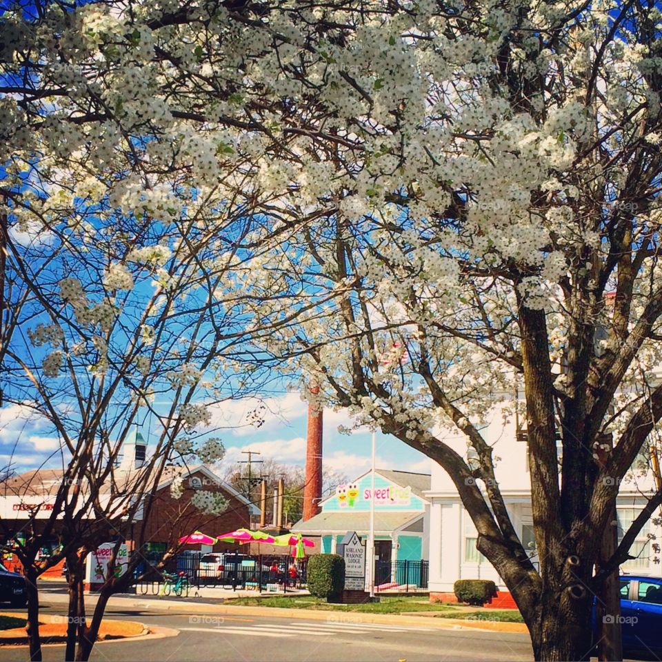 Tree, Flower, Park, Branch, Cherry