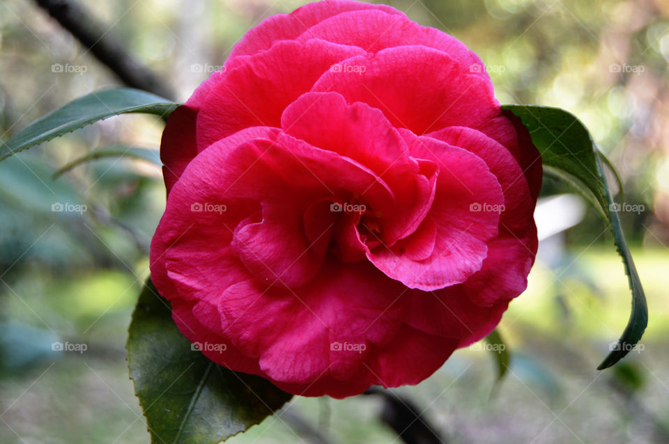 Close-up camelia flower