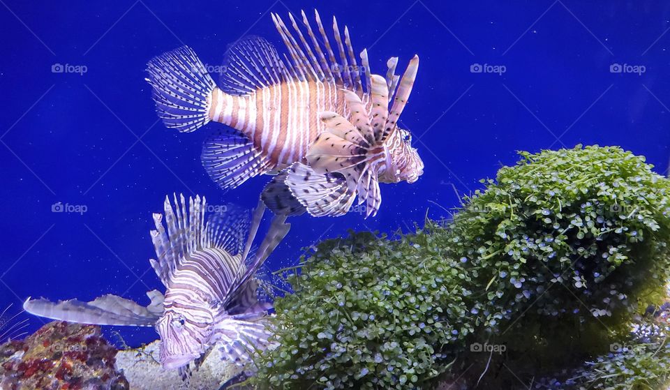 Lion fish