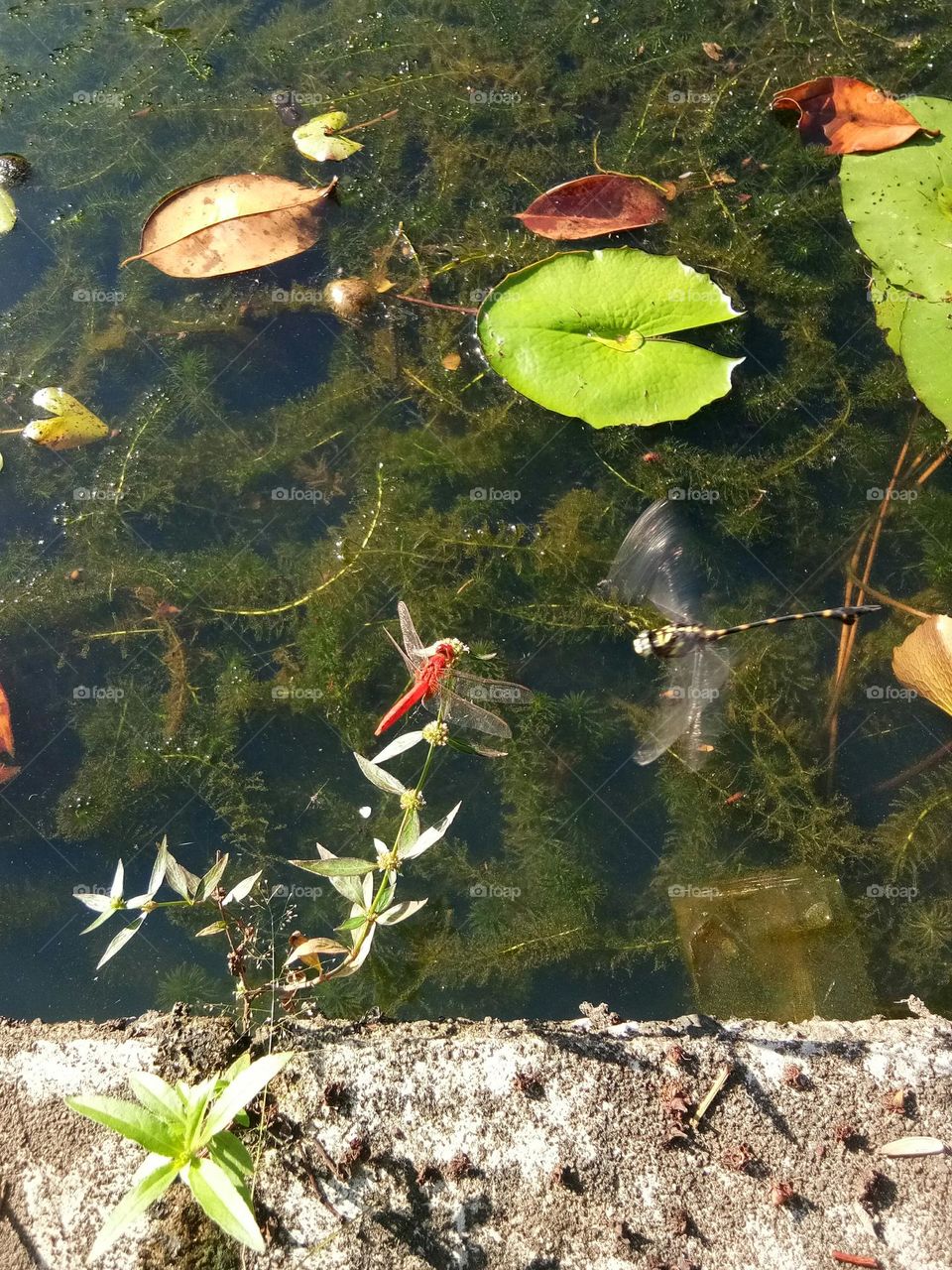 Dragonfly on the lake is beauty in Nature