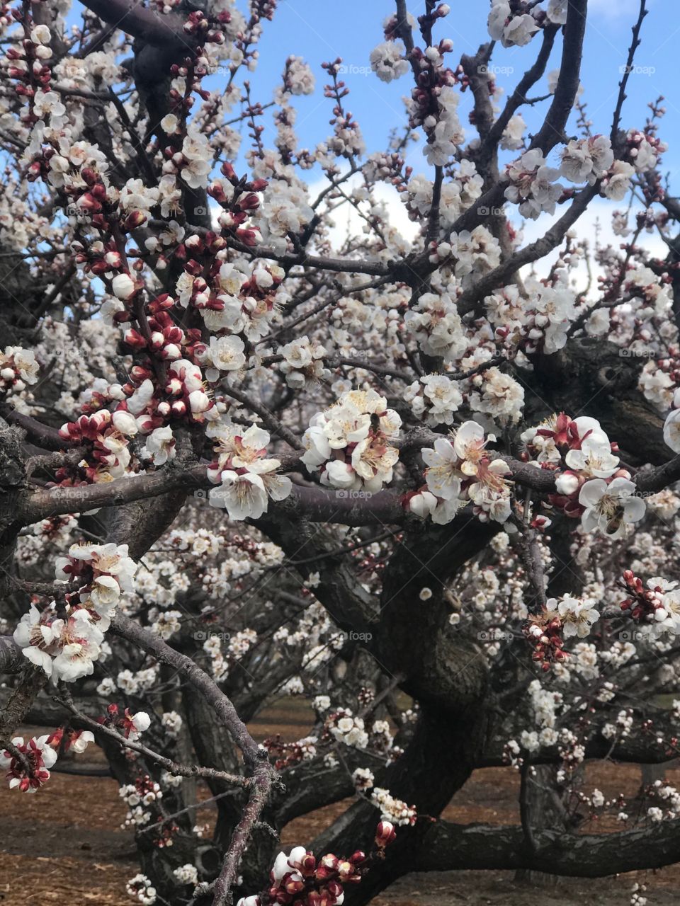 Cherry blossom orchard