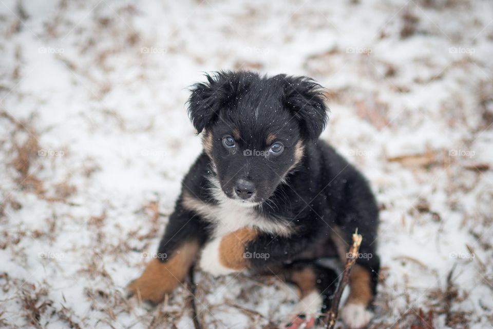 Australian Shepherd Puppy Sitting in the Snow