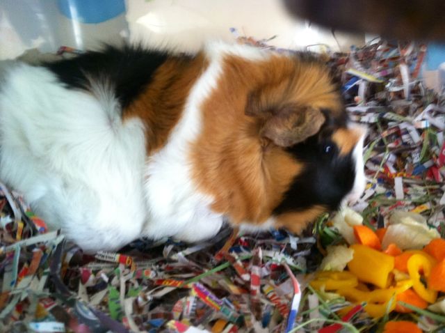 Hungry  guinea piglet 
