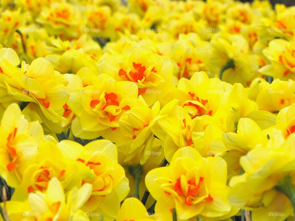 Daffodils 