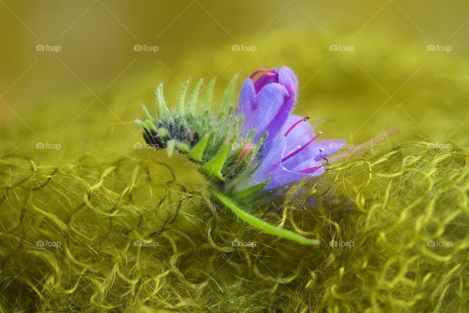 Macro shot of purple flower