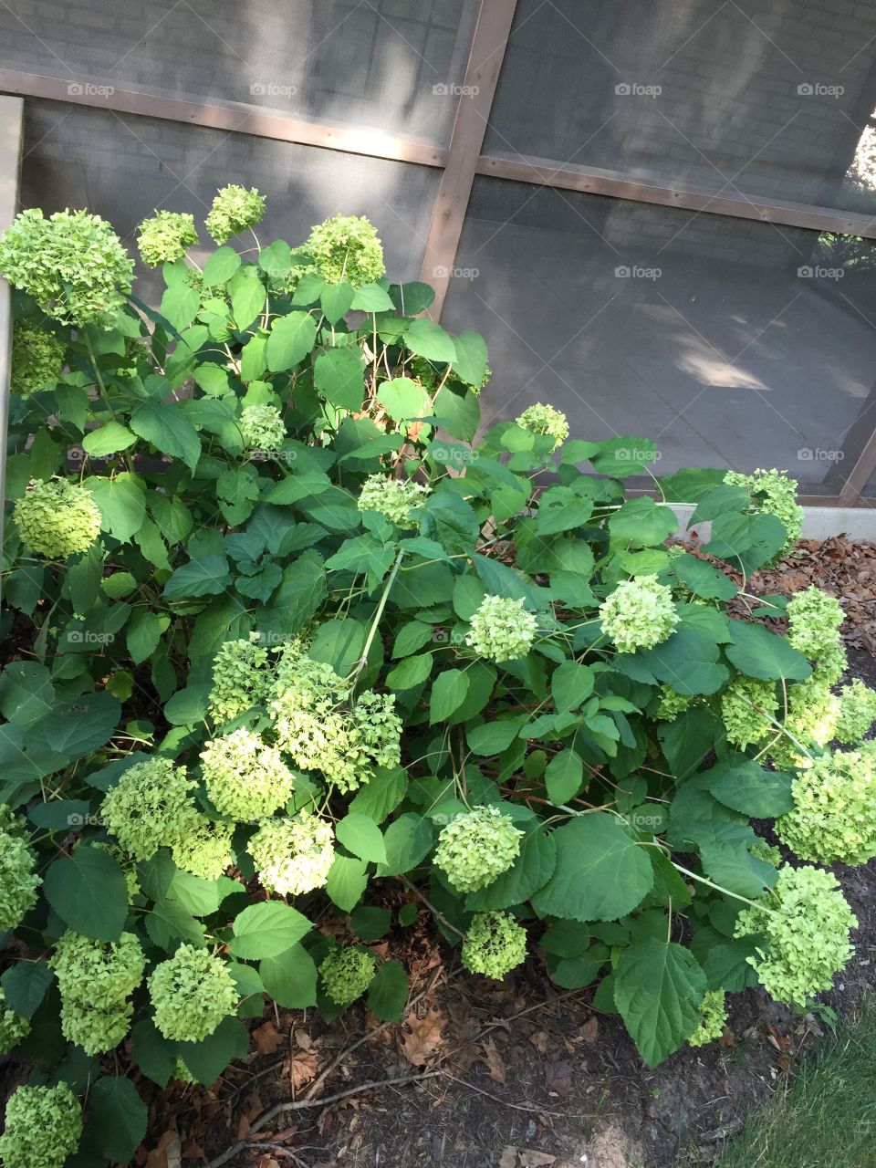 Hydrangea plant