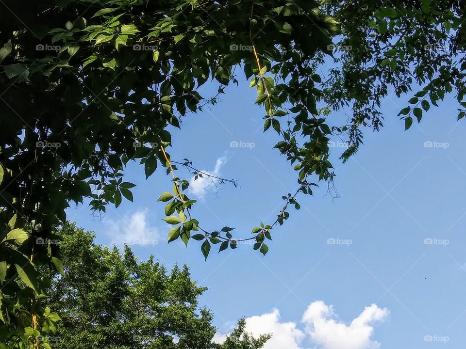vine looping on a tree