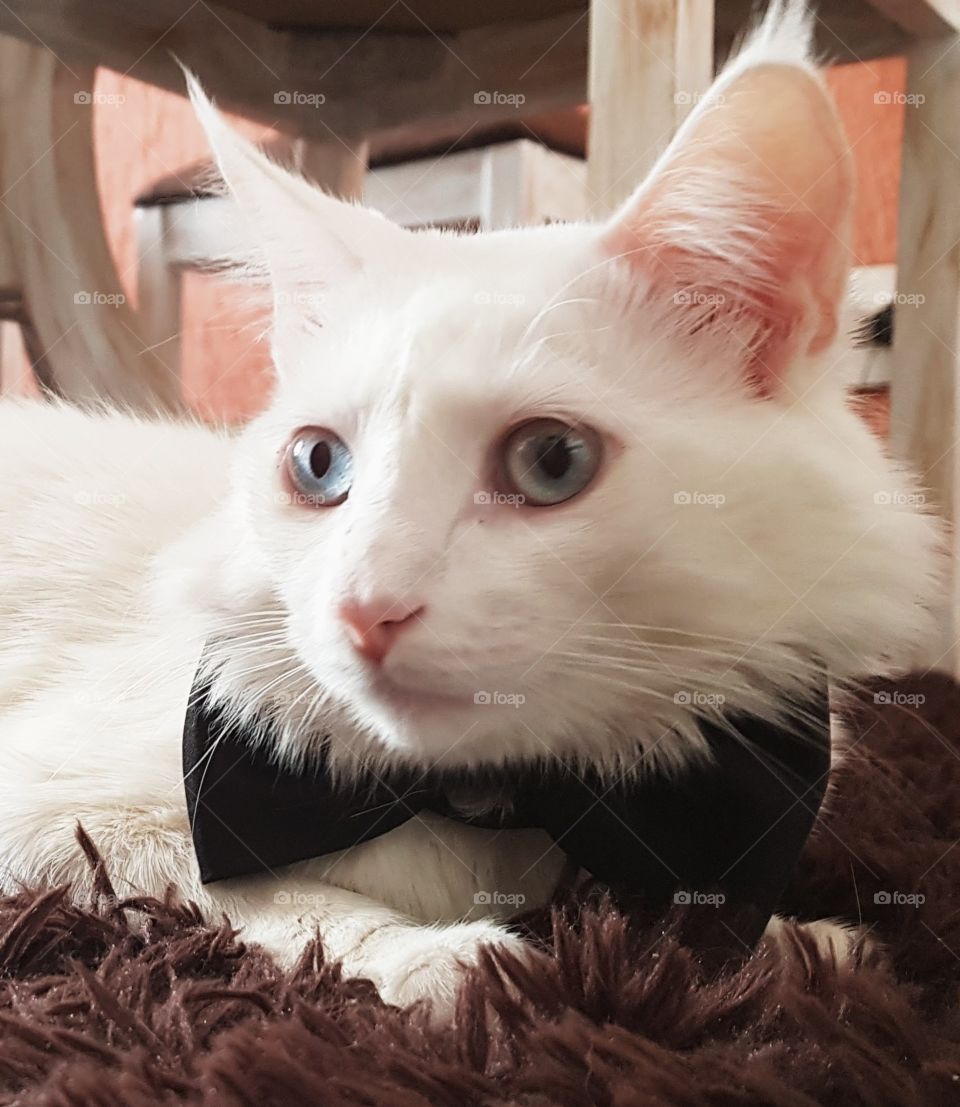 White baby cat with tie