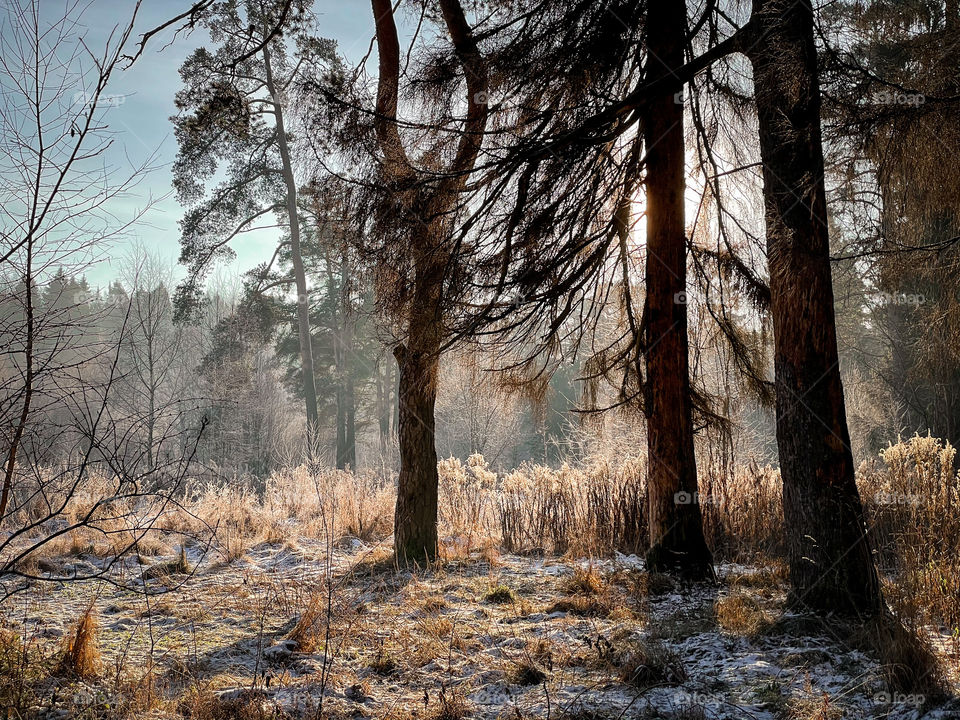 Winter landscape in sunny forest in December 