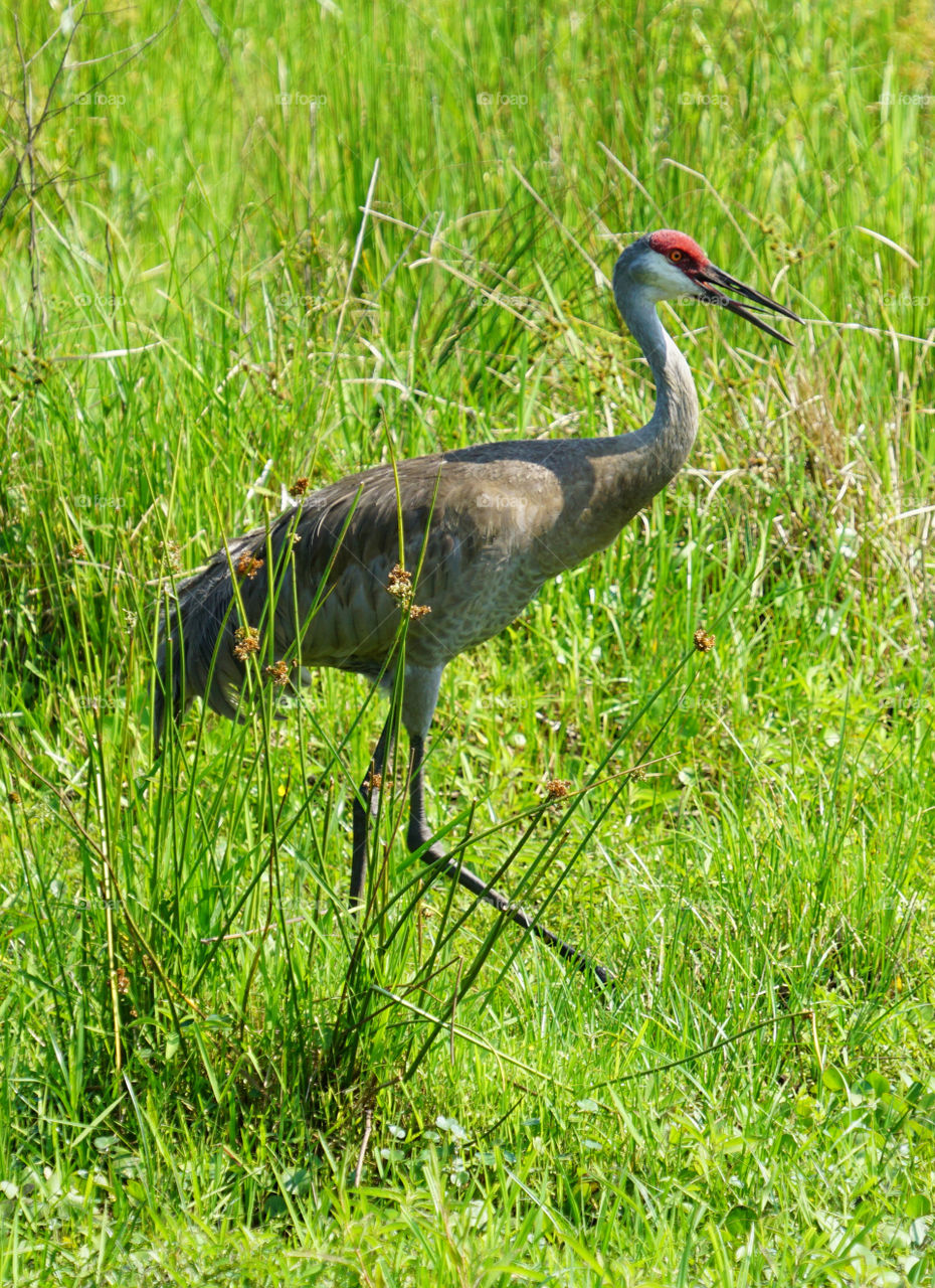 Sandhill crane in tall grass 