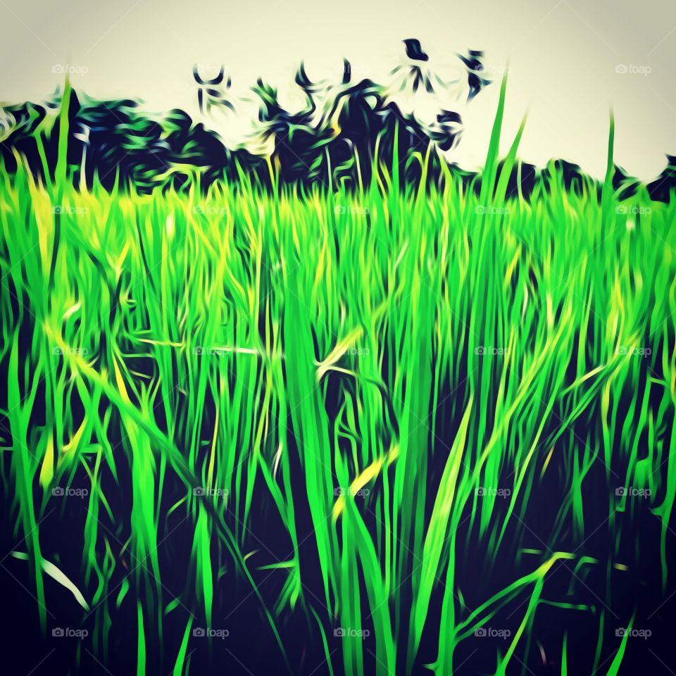 #grass 
#farm
#sunny weather with green grass mat on the earth 
#farmer love
