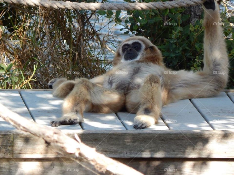 Gabbing Gibbon