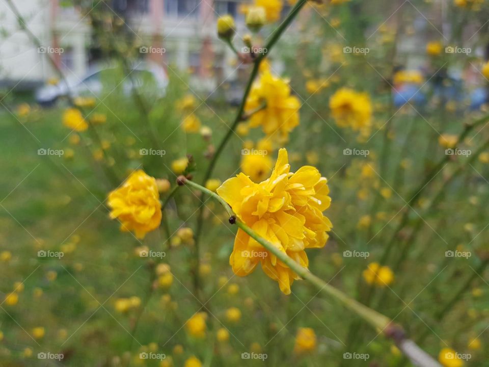 spring flowers