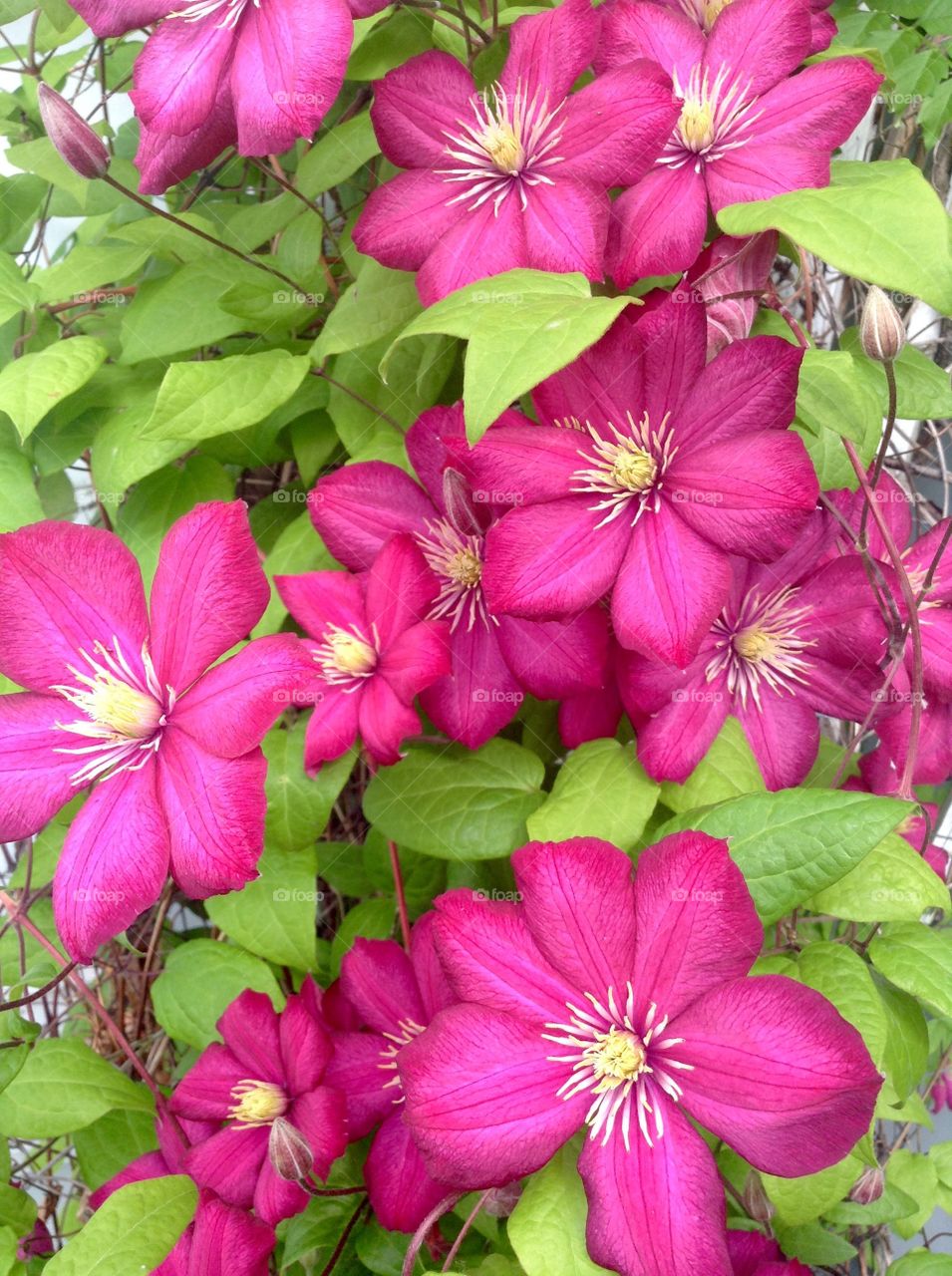 Clematis in bloom . One of my favourite flowers growing in my garden.