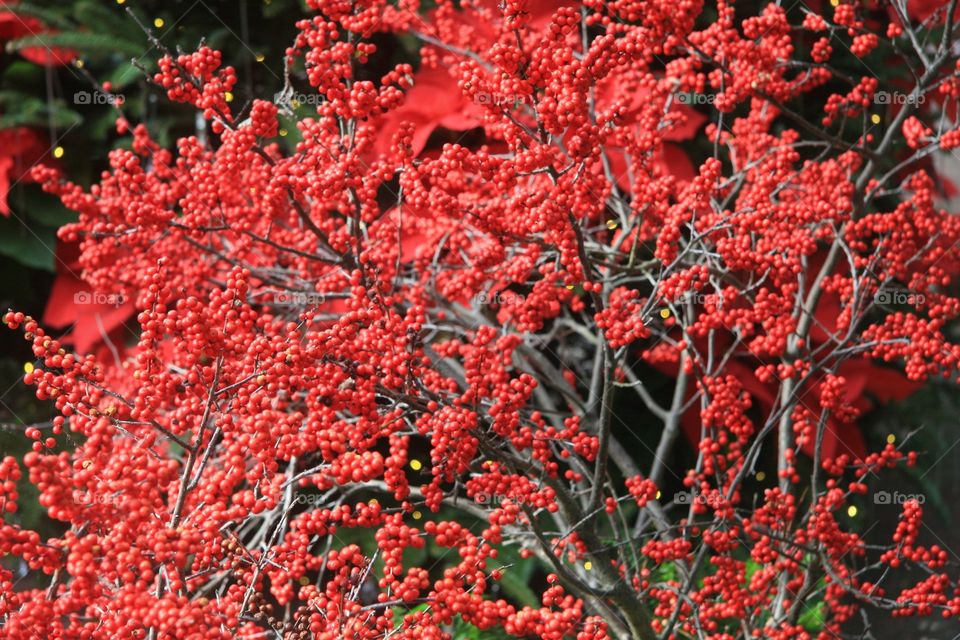 Close-up of berries tree