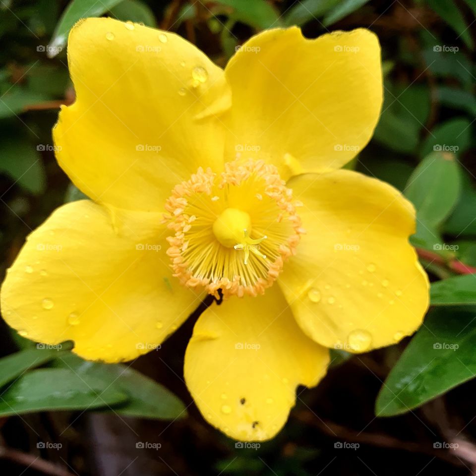 Beautiful yellow flower.