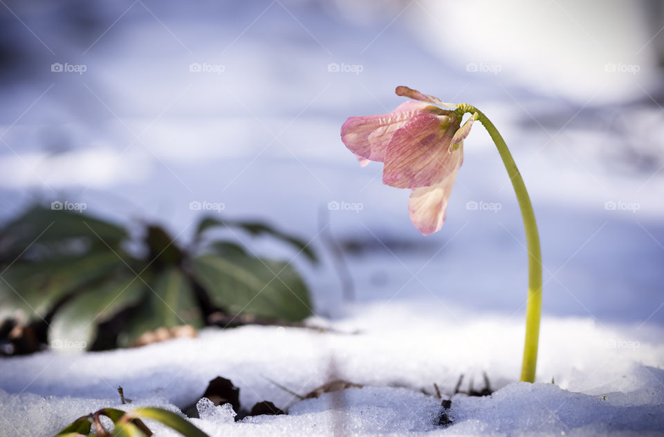 A hellebore in the snow. Spring flower