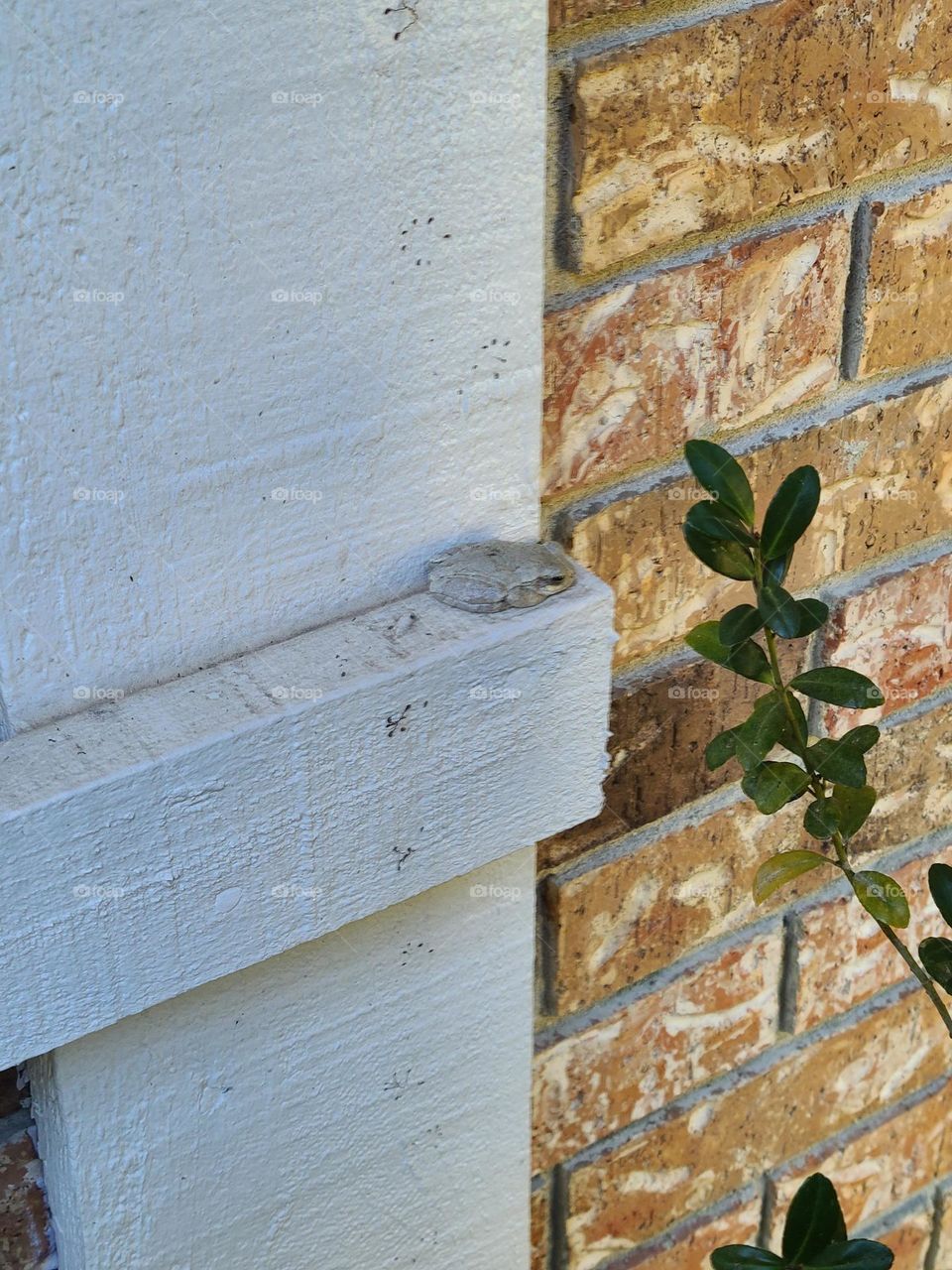 frog on a window shudder