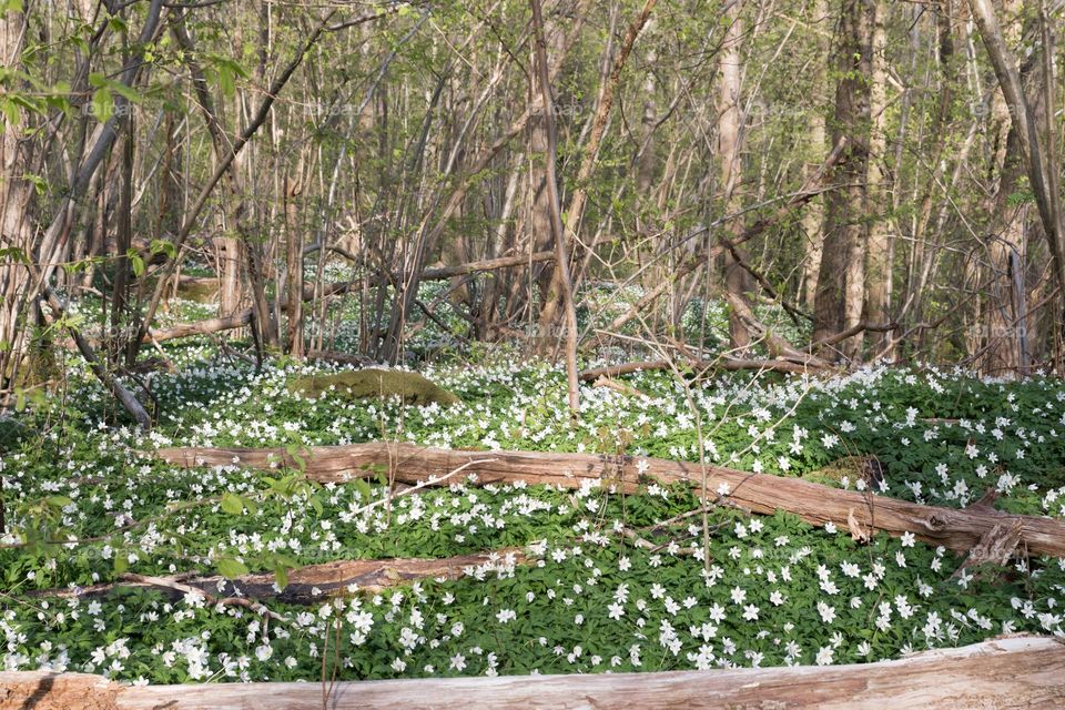Beautiful old forest with the ground covered with white blooming anemone flowers and tree logs on a sunny day in spring 