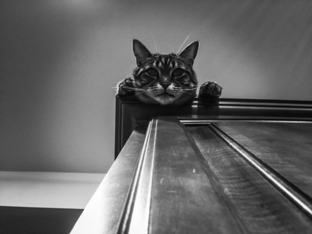 Cat Watch
