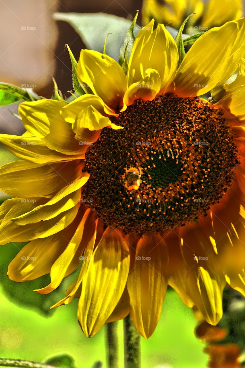 sunflower