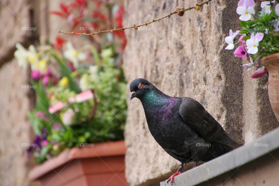 Close-up of a dove with purple and green plumage sitting on a window sill with flowers